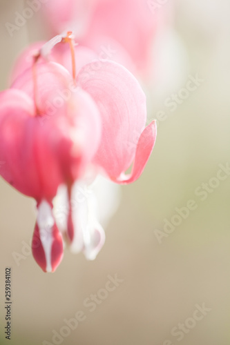 Soft focus of heart-shaped Bleeding heart flower pink and white color in summer photo