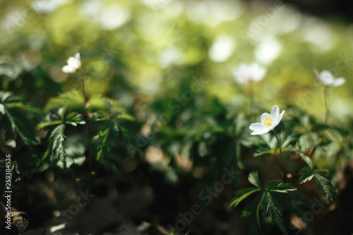 Beautiful anemones flowers in sunny spring woods. Fresh first white flowers in warm sunlight in the forest, selective focus. Springtime. Hello spring. Soft macro image. Space for text