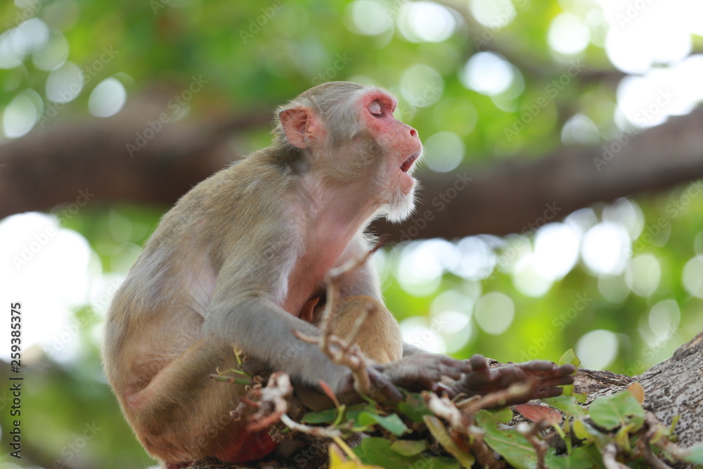 Monkey Monkey