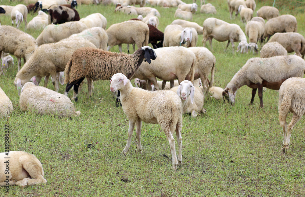 flock with white sheep and lambs grazing flock with white sheep and lambs grazing