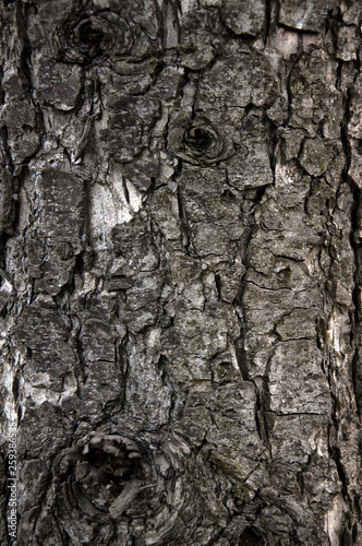 close-up texture of a tree
