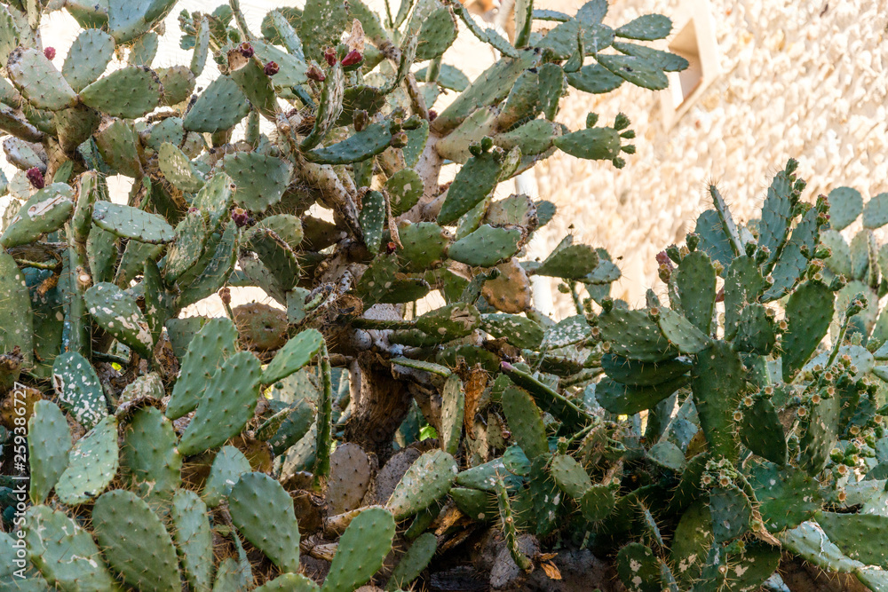 Fototapeta premium Fig tree in the medieval village of Antibes in a sunny winter day