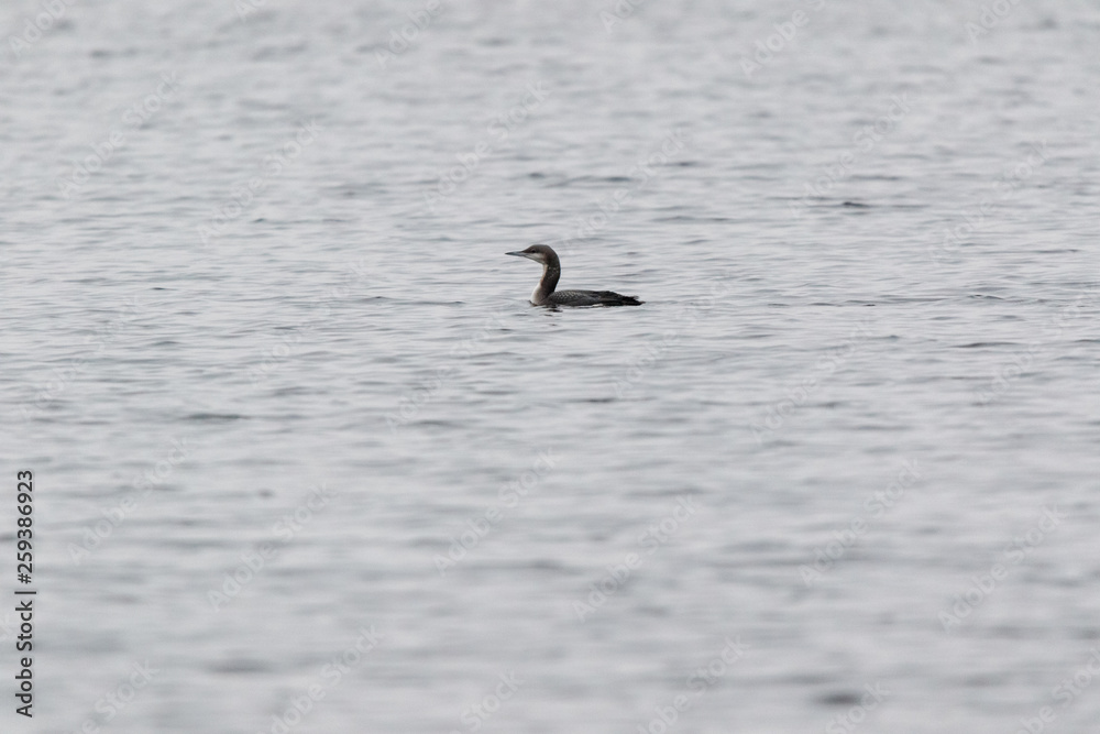 Black-throated Diver (Gavia arctica). Black-throated Diver (Gavia arctica).