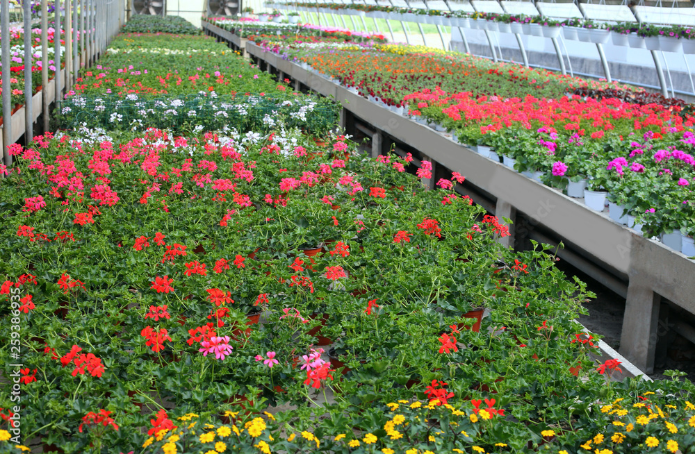 geranium flowers for sale inside a greenhouse