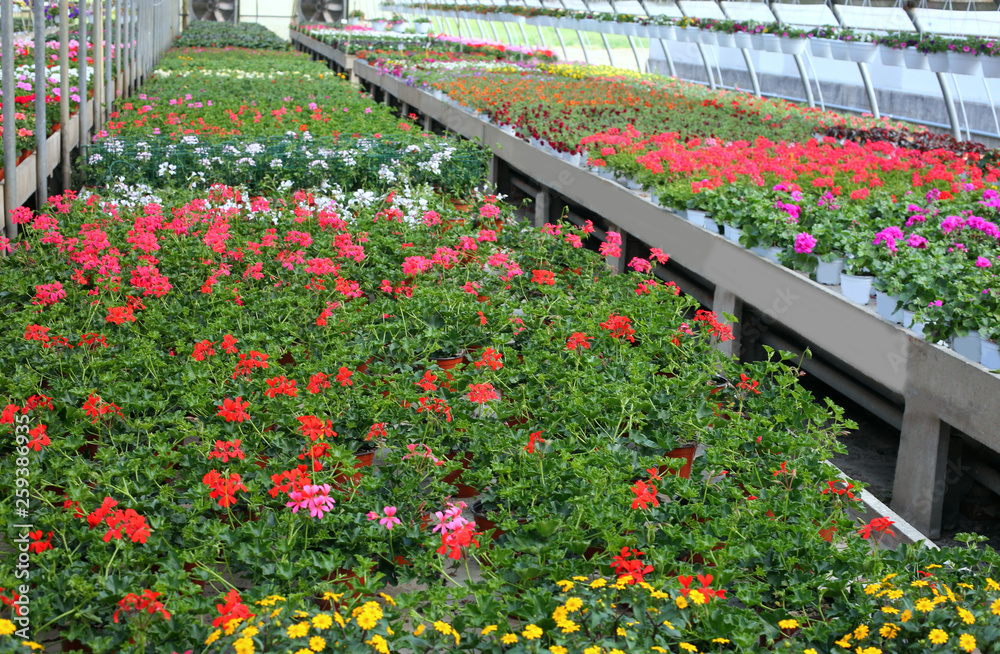 geranium flowers for sale inside a greenhouse geranium flowers for sale inside a greenhouse