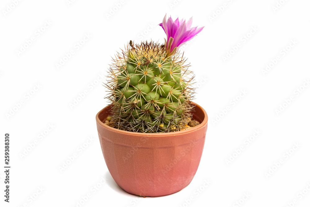 Cactus has pink flower in pot isolated on white background Cactus has pink flower in pot isolated on white background