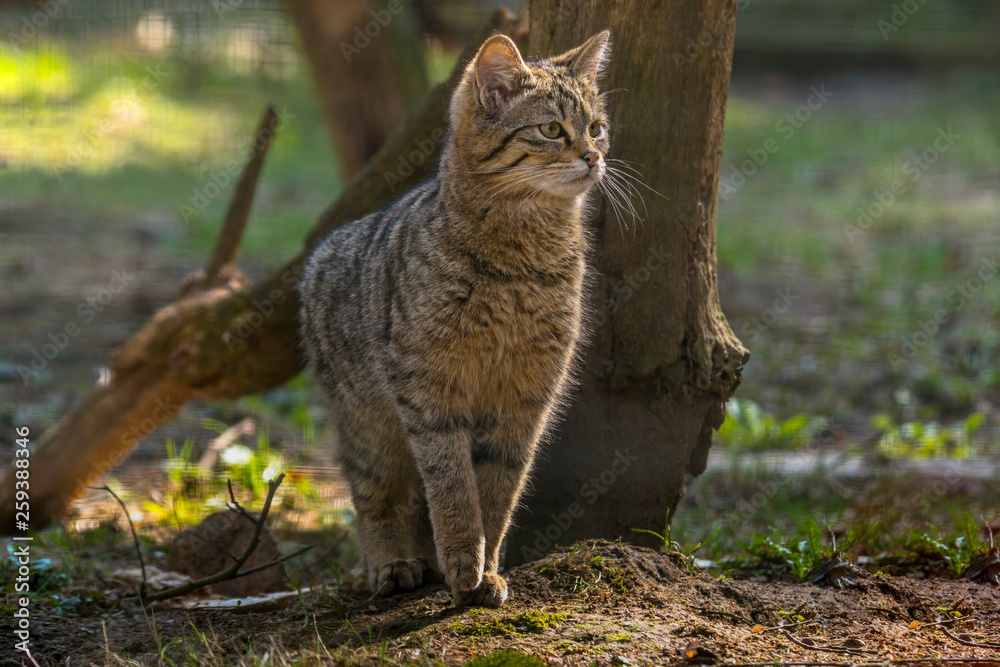 wild cat in the green season leaf forest