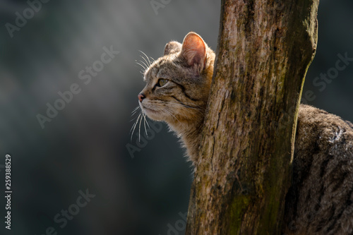 wild cat in the green season leaf forest