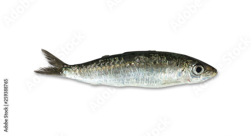 one fresh sardine isolated on white