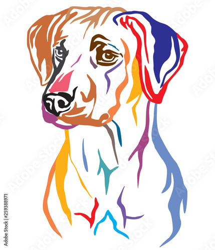 Colorful decorative portrait of Rhodesian Ridgeback Dog vector illustration
