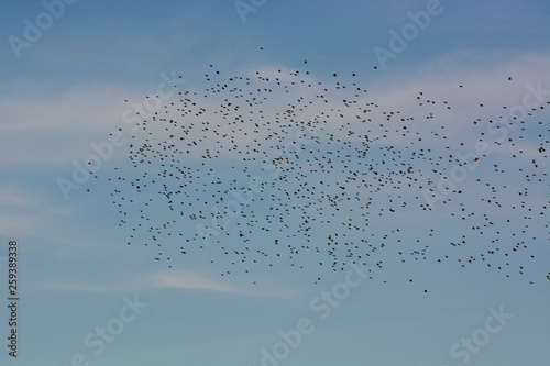 flock of starlings