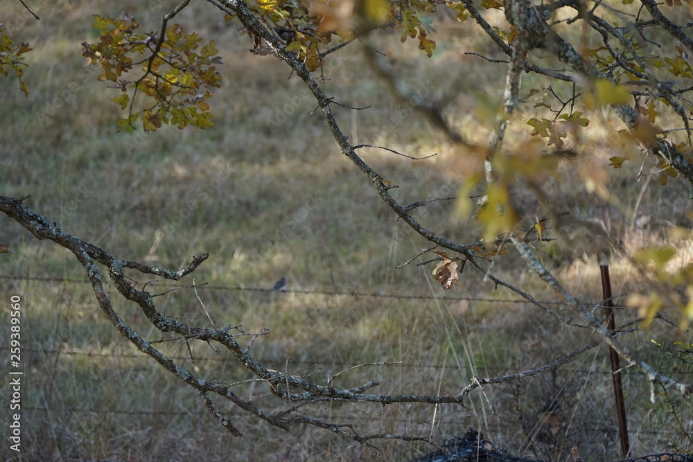 Fototapeta premium Autumn Forest