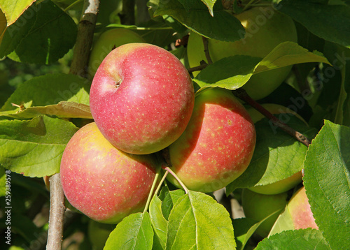 Pommes rouges variété Jonagold	 photo