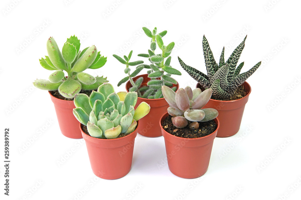 Obraz premium Mini plantes succulentes en pot