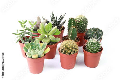 Mini cactus et plantes succulentes