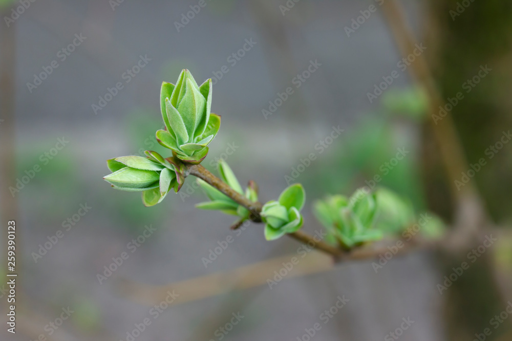 Light-green new leaves of lilac twig in spring Light-green new leaves of lilac twig in spring