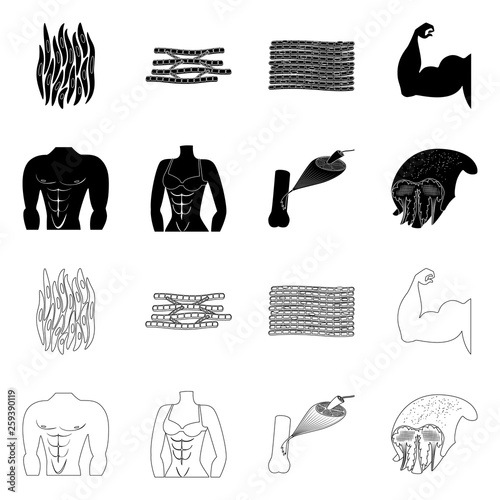 Vector illustration of fiber and muscular sign. Collection of fiber and body  stock symbol for web.