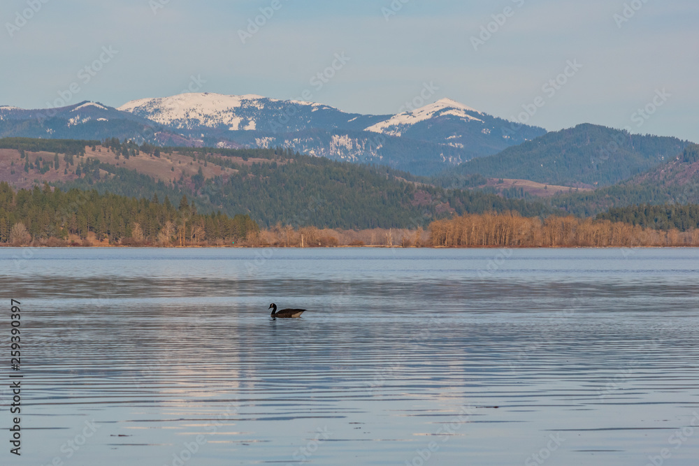 Goose swimming in lake with snow capped mountains in background