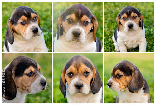 Sequence with beautiful beagle puppies on the green grass