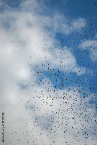 A large flock of crows in flight. flying birds. The sky is full of birds.