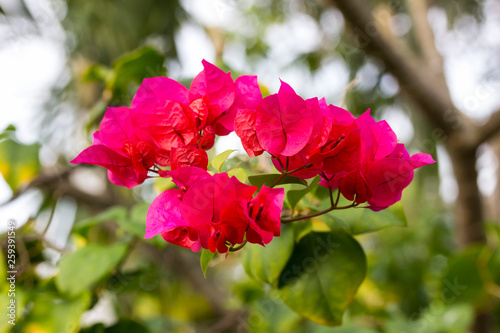 close up bloom pink bougainvillea