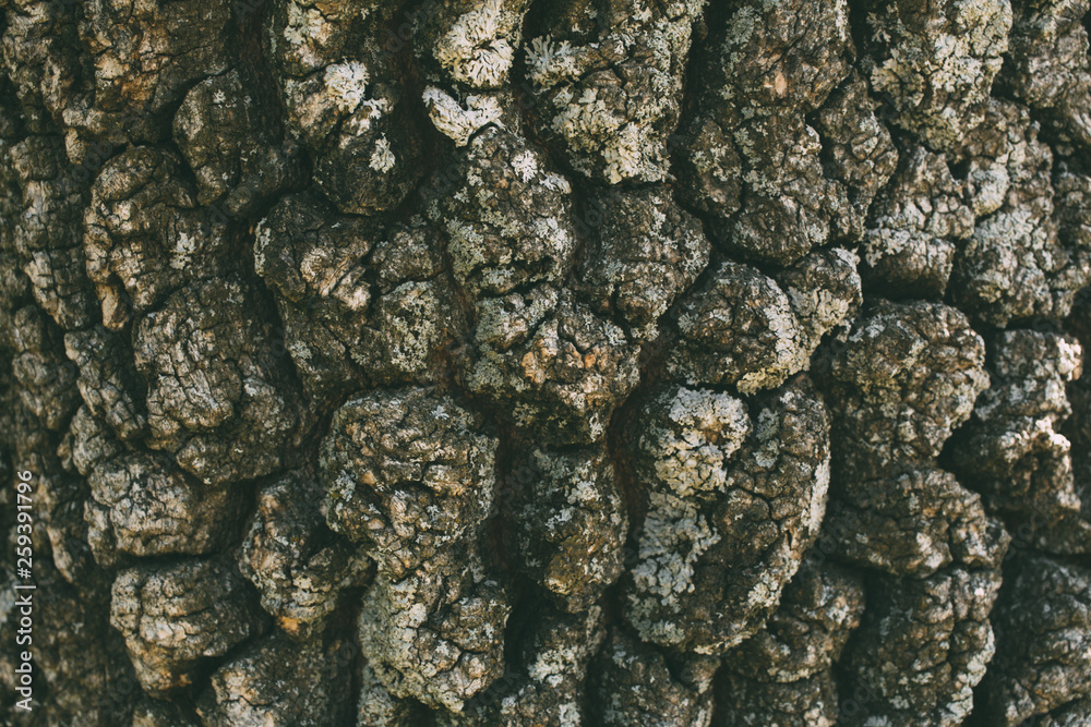 Macro shot of oak tree bark texture and background, organic and natural pattern. Macro shot of oak tree bark texture and background, organic and natural pattern.