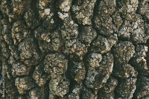 Macro shot of oak tree bark texture and background, organic and natural pattern.