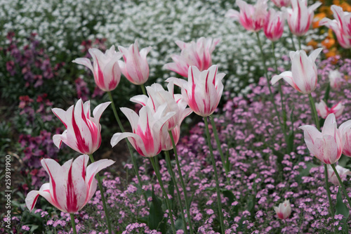 Wallpaper Mural Buntes Blumenbeet mit Tulpen im Frühling - weiß/pink Torontodigital.ca