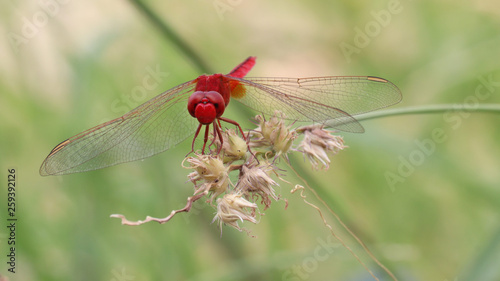Red dragonfly on grass.