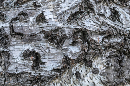 Living Wood Texture © bojanzivkovic
