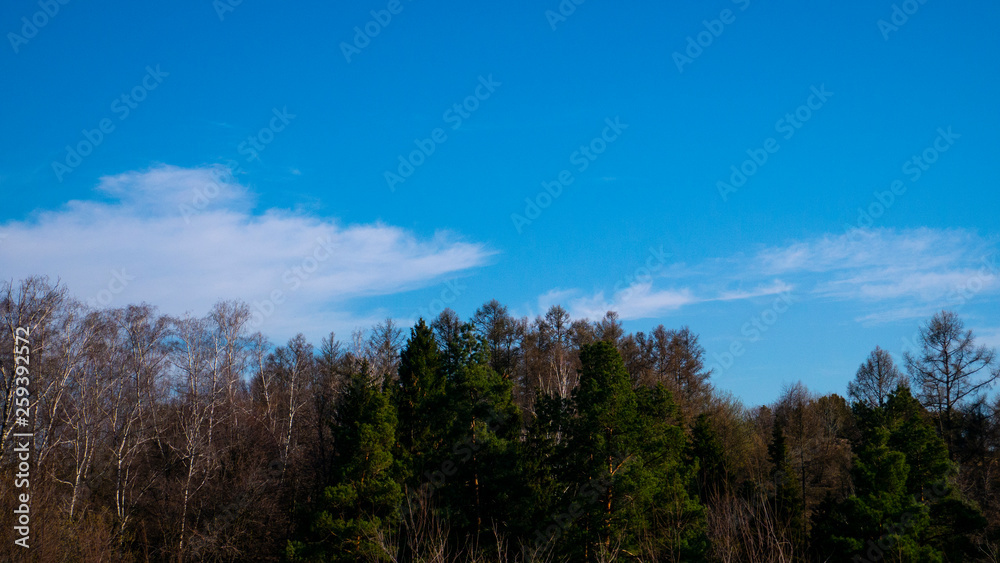 The tops of the trees. Forest. Blue sky. Evergreen trees.