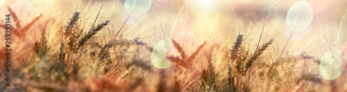 Beautiful wheat field, suns...