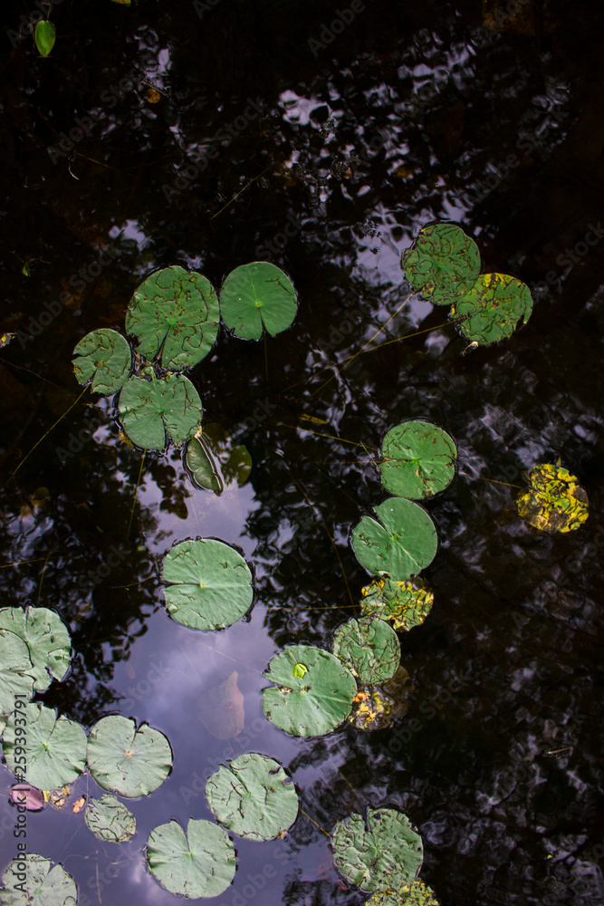 lily pads in water lily pads in water