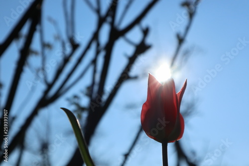 Tulpe im Gegenlicht vom Sonnenschein