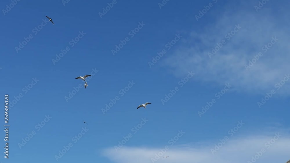seagull flying in the sky seagull flying in the sky