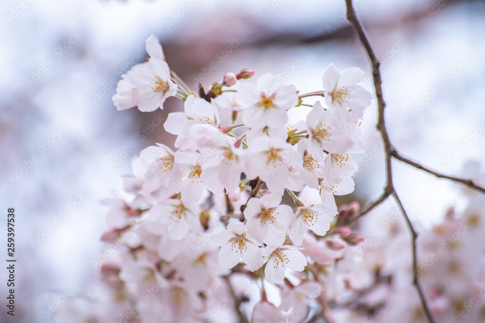 Cherry blossoms in full bloom Ueno Park