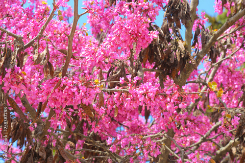 Colorful close up of a judas tree blossom branch in front of a blue sky summer day