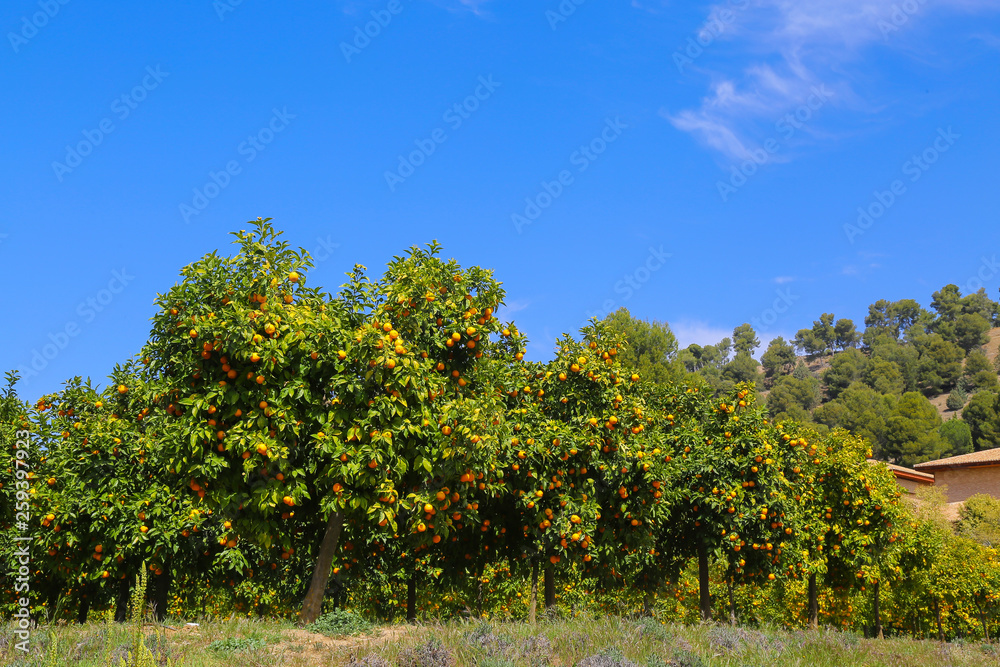 landscape with orange trees plantage and blue sky