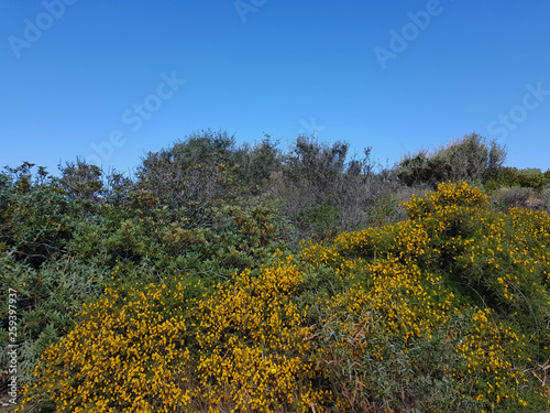 Fototapeta Naklejka Na Ścianę i Meble -  Paesaggio di Sardegna