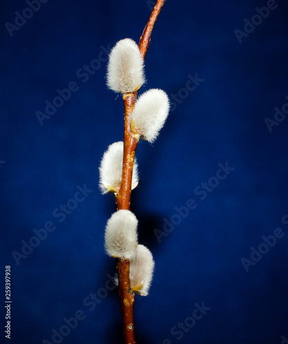 Willow. Early spring willow catkins. A branch with swollen buds for Easter decoration. A willow branch pointing upwards as a symbol of spring.