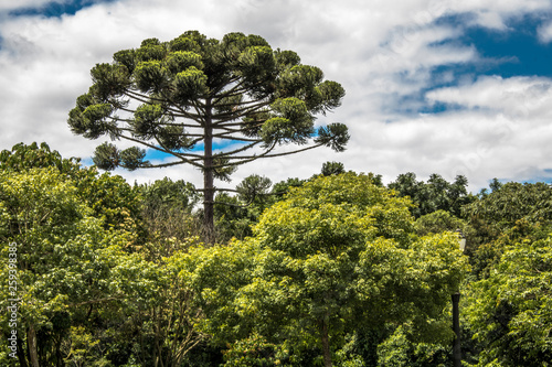 Ararucaria tree in Curitiba city, on Parana state photo