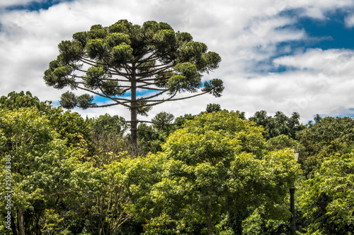 Ararucaria tree in Curitiba city, on Parana state
