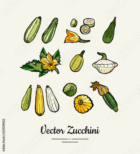 Zucchini hand drawn illustration set. Hipster illustration of squash. Isolated green zucchini for vegetarian poster, cooking school, restaurant menu, banner, logo, icon, food shop, harvest