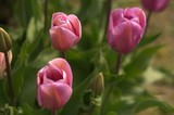 Tulipanes magenta