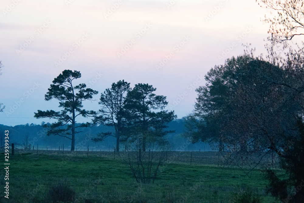 trees on edge of pasture during hazy sunset trees on edge of pasture during hazy sunset