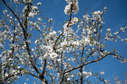 Spring mood: white blossoms on the tree and blue sky background