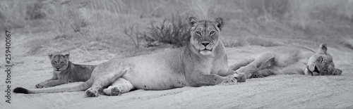 Photography Close-up of a lionesses and a cub lying down to sleep on the soft Kalahari sand