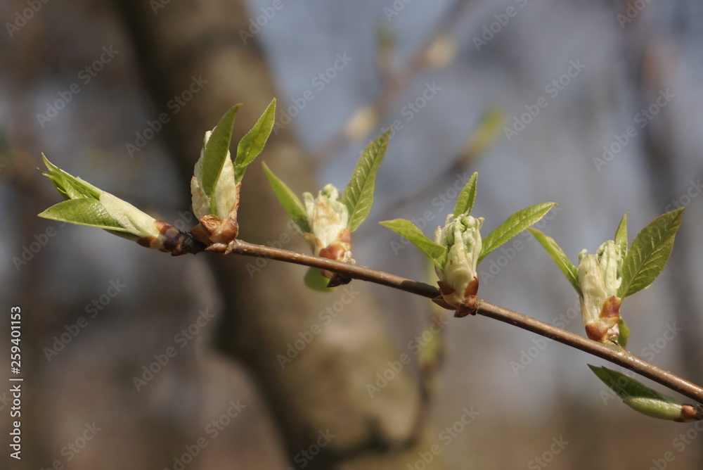 Close-Up Photo Of Spring Young Fresh Leaves On Tree Branches With Buds Close-Up Photo Of Spring Young Fresh Leaves On Tree Branches With Buds