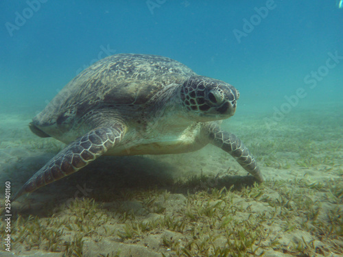sea turtle © Alexey