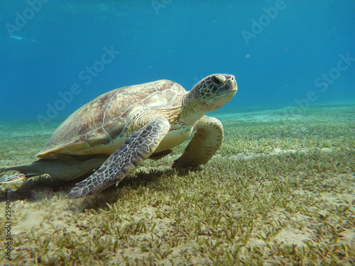 Sea Turtle  © Alexey